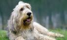 PuppyFind | Otterhound Puppies for Sale