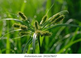Image result for Cyperus cyperoides