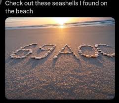 Check out these seashells I found on the beach : rFedJerk