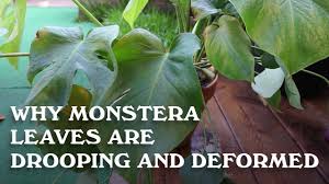 Why Monstera Leaves Are Deformed And Drooping Youtube