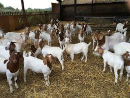Hearst television participates in various affiliate marketing programs, which means we may get paid commissions on purchases made through our links to retailer sites. Why Goat Meat Is Set To Be The Next Big Food Trend It S Not Just Tasty It S Ethical Too The Independent The Independent