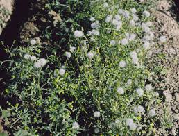 Image result for Synadenium angolense