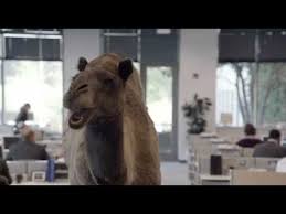 The best gifs are on giphy. Geico Hump Day Remix Guess What Day It Is Camel Final Happier Than A Camel On Wednesday Youtube