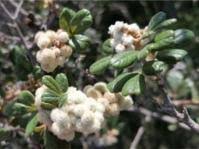 Image result for Searsia natalensis