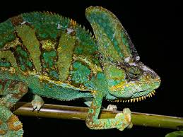 Image result for Chamaecrista polytricha