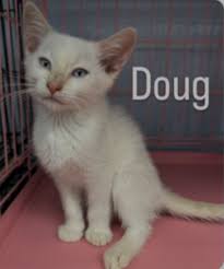 Just some super cute kitten cuteness 😻😻😻