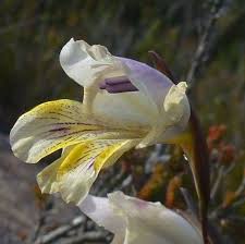 Image result for Gladiolus microspicatus