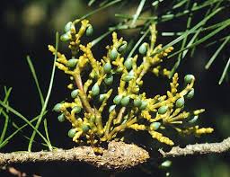 Image result for Viscaceae