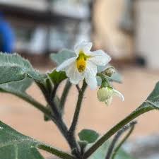 Image result for Solanum villosum