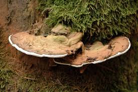 Image result for Ganoderma lucidum