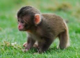 We did not find results for: Cute Alert Monkey Baby Boom Hits Scottish Zoo Live Science