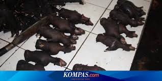 Meski begitu, menurutnya, rencana pembangunan kereta gantung itu tetap akan dikoordinasikan dengan pemerintah di daerah penyanggah. Mereka Terkaget Kaget Di Pasar Tomohon