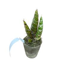 Image result for Graphorkis