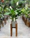 🌿 Garden Palace Nursery 🌿 | ‎Spathiphyllum ( peace lily) متوفره ...