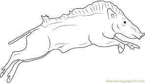 Pig coloring pages for kids to print and color. Indian Wild Boar Jumping Coloring Page For Kids Free Boar Printable Coloring Pages Online For Kids Coloringpages101 Com Coloring Pages For Kids
