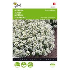 Alyssum Snow Cloth Seeds Irish Plants Direct