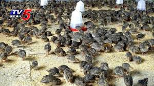 Quail Farming Experts Suggestions For Farming Methods Telugu News Tv5 News Youtube