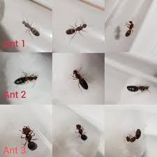 Pavement ants, or house ants, are found all over the u.s. Could Anyone Help With Another Ant Identification All Were Caught Last Night In My Backyard In Central Oklahoma Ant 1 Is 1cm Ant 2 Is Tiny And Only About 5mm And Ant