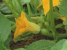 Used in both sweet and savoury dishes, pumpkin is a pumpkins need a long growing season, which can be anywhere from 75 to 100 days or more. How To Grow Pumpkins How Tos Diy