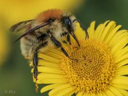 Image result for Bombus humilis