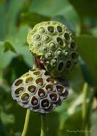 Treknature Lotus Flower Seed Pods Photo Lotus Flower Seeds Lotus Pods Flower Seeds