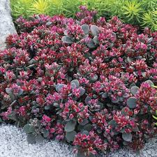They are leaf succulents found primarily in the northern hemisphere, but extending into the southern hemisphere in africa and south america. Sedum Sunsparkler Blue Elf Available At Jackson Perkins