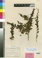 Image result for Maerua edulis