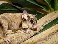 Sugar Glider Nutrition Arizona Exotics Sugar Gliders Resources