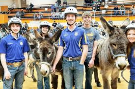 Donkey Basketball Provides Sunday Entertainment