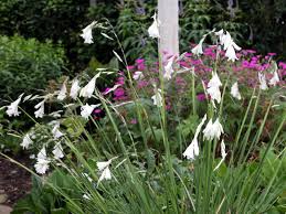 Image result for Dierama formosum × plowesii