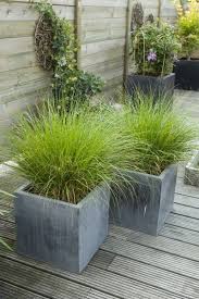 Graser In Eckigen Kubeln Garten Garten Pflanzen Zeitgenossische Garten