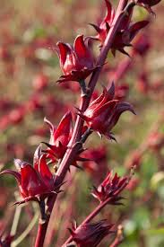 Fruit has tart fruity flavor similar to cranberry, rhubarb and red currant. Rosella Flowers How To Grow Wild Hibiscus Hibiscus Plant Hibiscus Roselle Plant