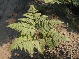 Image result for Pteridium aquilinum
