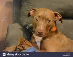 Chocolate lab pit mix puppies. Chocolate Lab Pitbull Puppy Off 60 Www Usushimd Com