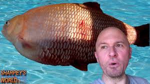Like any other anesthetic, overdosing your oscar fish with clove oil can put it to a permanent sleep. How To Euthanize A Fish Humanely Using Clove Oil Youtube