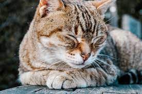 Maybe you would like to learn more about one of these? 15 Loving Prayers For A Very Ill Or Dying Pet Cake Blog