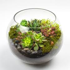 Aquí te explicamos cómo hacerlo. Como Construir Un Terrario Para Plantas Con Material Reciclado Mini Invernadero