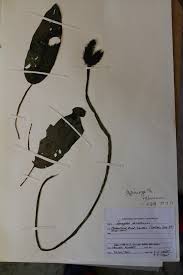 Image result for Aponogeton rehmannii