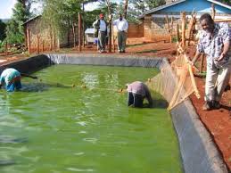 1 specified tips 2 general 3 tips for specific species 3.1 piranhas 3.2 frog 3.3 clownfish 3.4 horseshoe crab 3.5 lamprey 3.6 jellyfish 3.7 flying fish 3.8 squid 3.9 seagull 3.10 duck 3. Norwegian Investors Angle For Slice Of Kenya S Growing Aquaculture Industry Ministry Of Industrialization Trade And Enterprise Development Moited