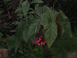 Image result for Begonia poculifera