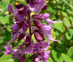 Image result for Syncolostemon