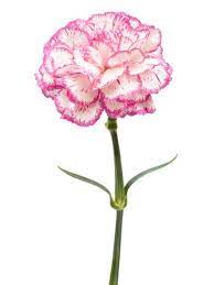 Pin On For Valentine S Day