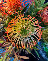 Image result for Protea micans