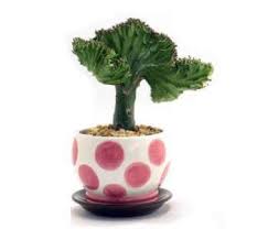 The vapors from a large plant's sap can also cause eye burning. Coral Cactus Eurphorbia Lactea Crest