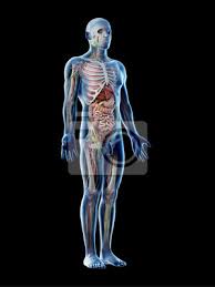 Maybe you would like to learn more about one of these? 3d Rendered Illustration Of A Mans Anatomy Canvas Prints For The Wall Canvas Prints Anterior Frontal On Black Myloview Com