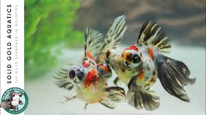 Our telescope goldfish are hand selected from the best breeders in thailand, china, and more. Carefree Calico Butterfly Telescopes Youtube