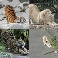 Pin By Phyllis Shekoh On Big Cats Cute Animals Cat Memes Baby Animals