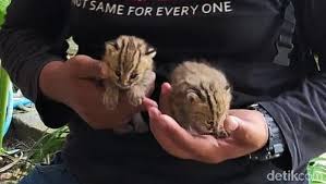 Kucing hutan memang rare kalau nak dijadikan sebagai haiwan peliharaan. Penampakan 2 Kucing Hutan Yang Bikin Geger Warga Lamongan