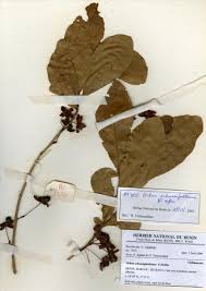 Image result for Ochna schweinfurthiana