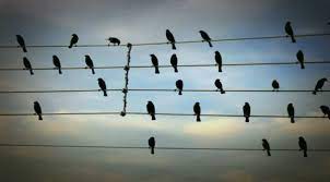 Rhythm Birds Wire Vimeo